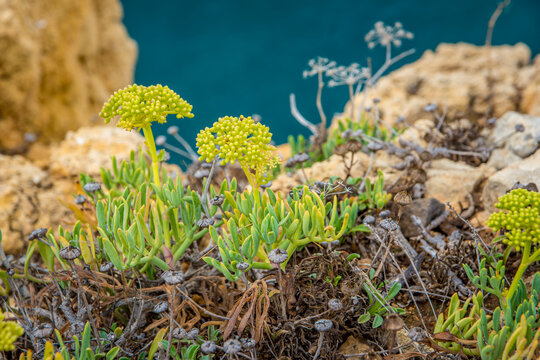 Crithmum maritimum or commonly known as Rock Samphire growing on the cliffs of the coast in Algarve, Portugal.
