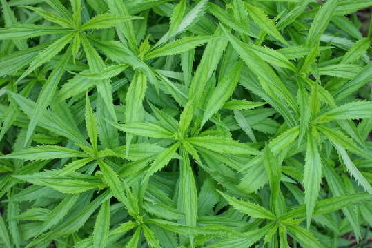 natural texture from the  green leaves of plants in nature