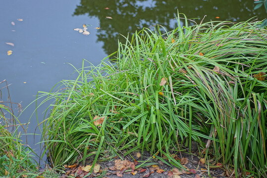 green long leaves of reeds on the damp ground of the shore near the water of the lake