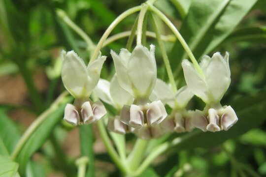 Beautiful tropical exotic flowers in Florida zoological garden, closeup