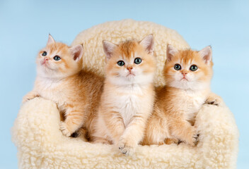 Portrait of kittens' group. Studio shot. Three cute Scottish straight golden shaded chinchilla (ny...