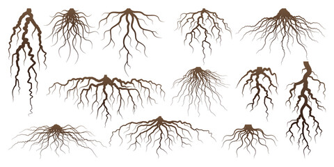 Various brown tree or shrub roots. Parts of plant, root system with tree stump. Dendrology, study of woody plants. Sketch drawing. Vector illustration