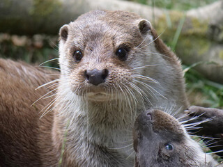 Obraz premium Eurasian otter in action in the wild..