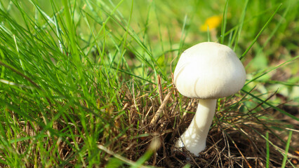 White mushroom champignon in green grass in nature. White mushroom in green grass in the forest. Edible mushroom Agaricus arvensis under spruce.