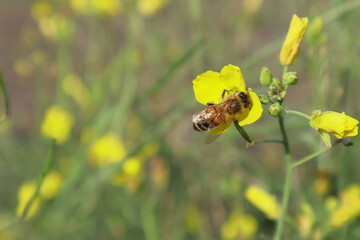 Bee on a arugula flower against a blurry background. Selective focus of a bee pollinating on a yellow blossomed perennial wall-rocket flower