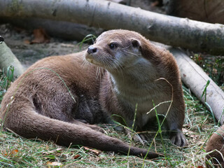 Eurasian otter in action in the wild..