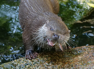 Eurasian otter in action in the wild..