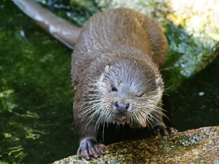 Eurasian otter in action in the wild..