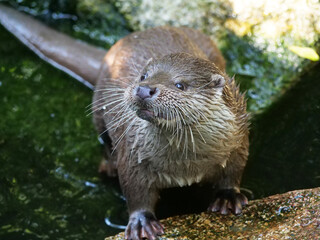 Eurasian otter in action in the wild..