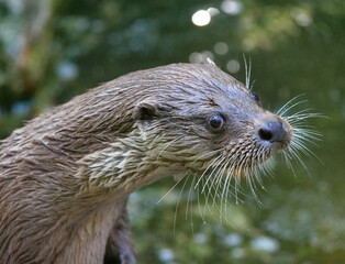 Eurasian otter in action in the wild..