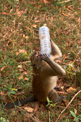 thirsty monkey trying to drink from a plastic bottle