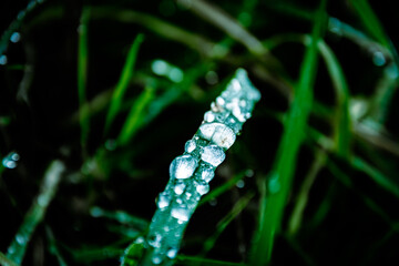 Raindrops lying on the blades of grass