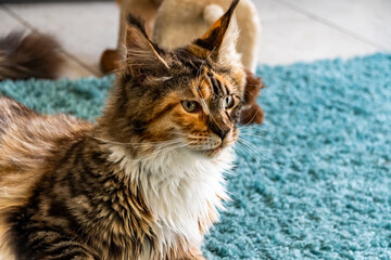 Tricolor cat focused on something in the distance © Joanna