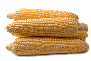 Yellow corn isolated on white background. Copyspace.