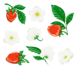Red strawberries, white flowers and green leaves. A juicy berry set.