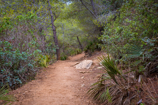 Hiking path under lush foliage on the seven hanging valleys hike on the Algarve coast in Portugal