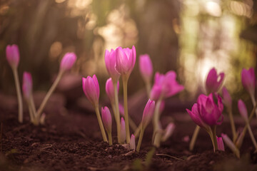 Obraz premium pink autumn crocus, colchicum in the garden