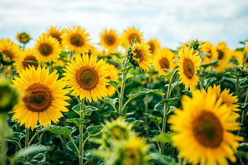 sunflower_XII