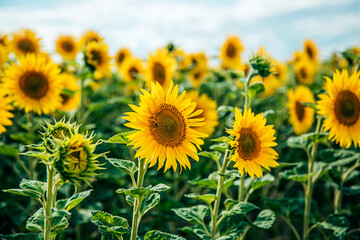sunflower_XI