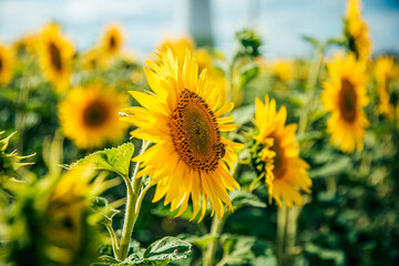 sunflower_IV