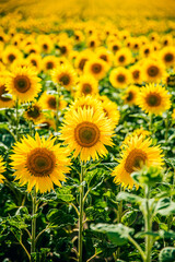 sunflower_III