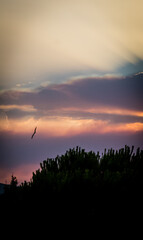 Beam of light, pure flight