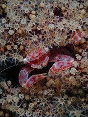 Soft coral porcelain crab (Lissoporcellana nakasonei)