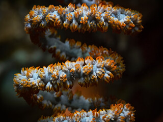 Spiral Coral, Drahtkoralle (Cirrhipathes spiralis)