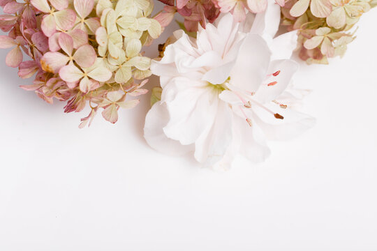 Autumn creative composition hydrangea flowers on white e background. Fall, autumn background. Flat lay, top view