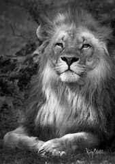 Katanga Lion or Southwest African Lion, panthera leo bleyenberghi. Head Close Up. Natural Habitat. Big lion with dark mane in the green grass in the savanna.Portrait of an african lion in the green.
