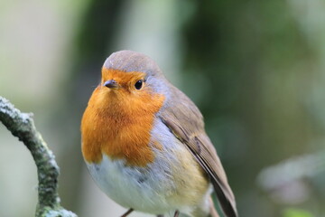 A Robin bird sitting on a branch in the forest. These birds are popular around Christmas time. This photo was taken on a cold autumn afternoon.