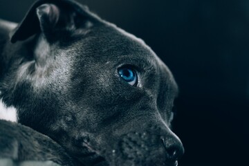 portrait of a staffordshire terrier puppy, black and white dog portrait