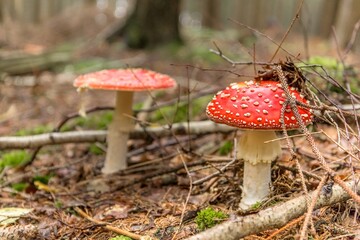 Amanita muscaria, a poisonous mushroom in a forest in Czech Republic.  Toxic and hallucinogen mushroom Fly Agaric