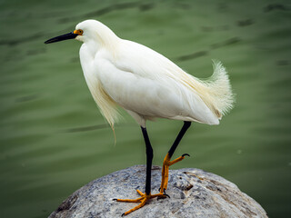 beautiful birds in artificial lagoon