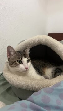 Gata acostada en su cama de peluche con forma de gato