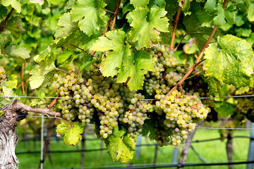 Reife Weintrauben am Weinstock in der Wachau, Wachau im Herbst, Nieder&ouml;sterreich