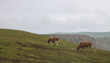 A herd of cows grazing in a meadow among mountains and hills blurred in the morning haze in Karachay-Cherkessia in the North Caucasus