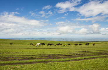 Fototapeta premium Endless pasture with green grass and a herd of beautiful horses on a cloudy summer day and a space for copying in Karachay Cherkessia russia