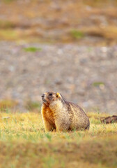 The marmot sits in the grass in the mountains, looks to the side, as if reading your text, studying, showing curiosity, interest. Copy space with place for text. Landscape with wild animals.