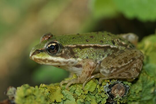 Closeup on brilliant green juvenile Marsh frog, Pelophylax ridibundus sitting on lichen covered wood