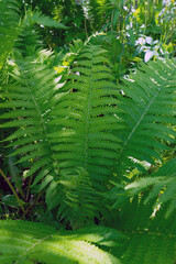 Large summer green fern with elongated branches