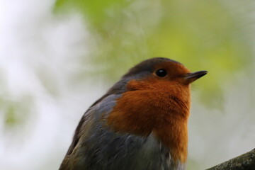 A wild Robin that has perched on a branch in the forest. These birds are famous at Christmas time and often seen on the front of holiday and greeting cards.