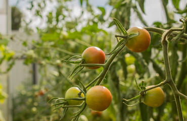 Unripe cherry tomatoes are hanging on a branch with green leaves in a greenhouse close-up