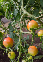 Unripe cherry tomatoes are hanging on a branch with green leaves in a greenhouse close-up