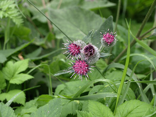 Medicinal plant burdock  Blooming burdock big