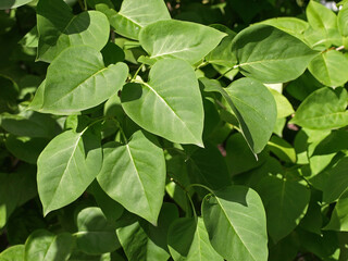 Green lilac leaves beautiful natural background