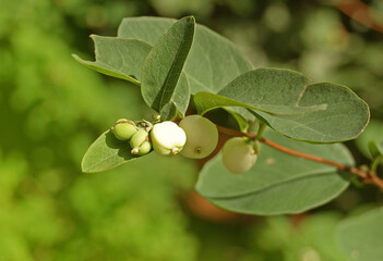 Fototapeta premium Bush snowberry, Indian currant (Symphoricarpos ) with berries