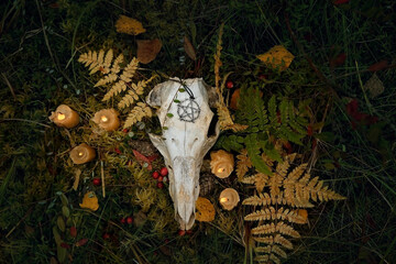 animal skull and candles on dark natural forest background. magical esoteric ritual. symbol of...