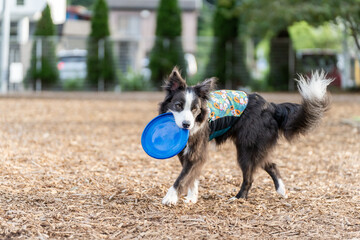 ボーダーコリー 犬 黒 白 牧羊犬　犬