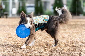 ボーダーコリー 犬 黒 白 牧羊犬　犬